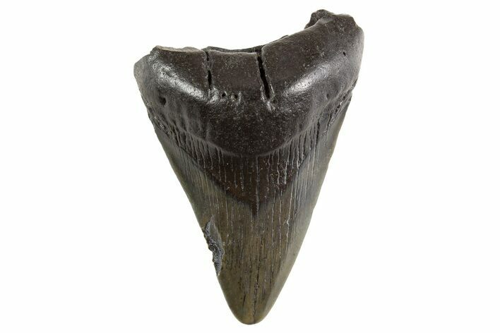 Juvenile Megalodon Tooth - South Carolina #325230